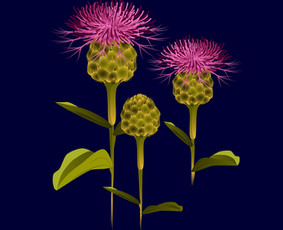 Iliustracijų pie&scaron;imas - Vektorinės iliustracijos - 3