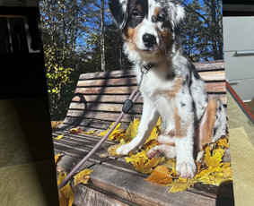 Fotopaslaugos - Foto restauravimas + Spauda ant metalo ir puodelių - 1