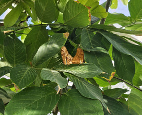 Koučingo specialistai - Transformacinis koučingas. Lt, Eng kalbomis - 2