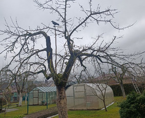 Vaismedžių genėjimas - Vaismedžių genėjimas ir gyvatvorių karpymas - 4