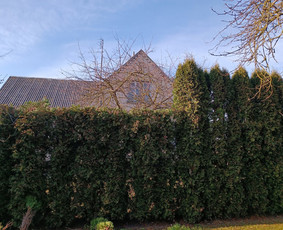 Vaismedžių genėjimas - Vaismedžių genėjimas ir gyvatvorių karpymas - 2