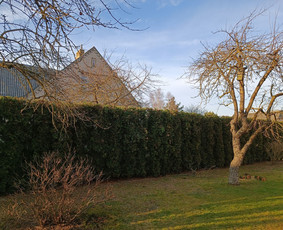 Vaismedžių genėjimas - Vaismedžių genėjimas ir gyvatvorių karpymas - 1