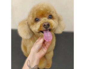 &Scaron;unų, kačių kirpyklos - &Scaron;unų kirpykla. &Scaron;unų ir Kačių salonas. - 1