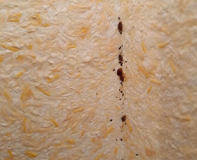 Kenkėjų naikinimas, prevencija - Kenkėjų naikinimo paslaugos - 3