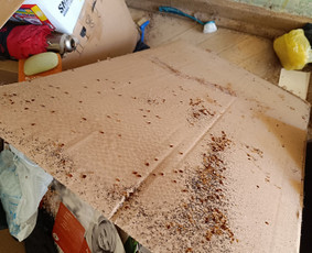 Kenkėjų naikinimas, prevencija - Kenkėjų naikinimo paslaugos - 2