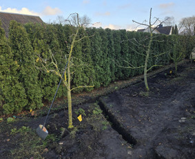 Kiemo, aplinkos apželdinimas - Laistymo sistemos, apželdinimas, projektavimas - 3