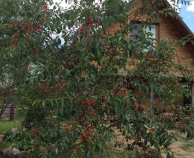Arboristo Paslaugos.avarinių medžių pjovimas-aplinkos darbai / Rolandas Surdokas / Darbų pavyzdys ID 913365