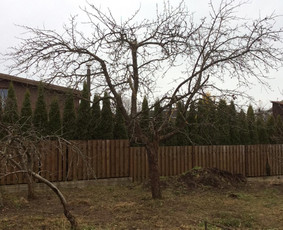 Arboristo Paslaugos.avarinių medžių pjovimas-aplinkos darbai / Rolandas Surdokas / Darbų pavyzdys ID 913369