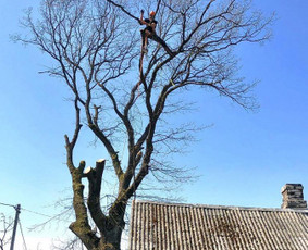 Medžių genėjimas, pjovimas - Medžių pjovimas Vilnius - 2