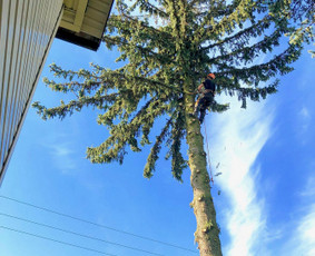 Medžių genėjimas, pjovimas - Medžių pjovimas Vilnius - 3