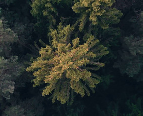 Reklamos bei muzikos įrašai studijoje - Muzikos aranžavimas - 2 Muzikos aranžavimas - Reklamos bei muzikos įrašai studijoje - 2