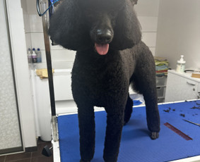 Paslaugos augintiniams - Visų veislių &scaron;unų kirpimas - 4