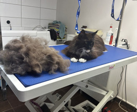 Paslaugos augintiniams - Visų veislių &scaron;unų kirpimas - 3