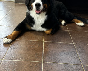 Paslaugos augintiniams - Visų veislių &scaron;unų kirpimas - 2