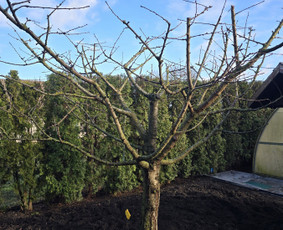 Vaismedžių genėjimas - Vaismedžių, vaiskrūmių, gyvatvorių ir kitų medžių genėjimas. - 4