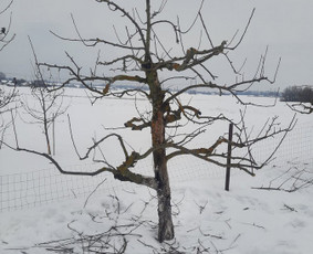 Vaismedžių genėjimas - Vaismedžių, vaiskrūmių, gyvatvorių ir kitų medžių genėjimas. - 3