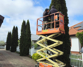 Vaismedžių genėjimas - Vaismedžių, vaiskrūmių, gyvatvorių ir kitų medžių genėjimas. - 2