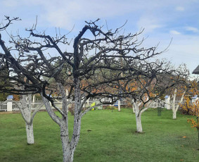 Vaismedžių genėjimas - Vaismedžių, vaiskrūmių, gyvatvorių ir kitų medžių genėjimas. - 1