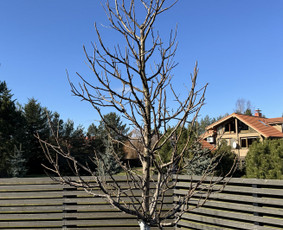 Apželdinimo paslaugos-projektavimas,įgyvendinimas,priežiūra / Nerija gardens / Darbų pavyzdys ID 4299425