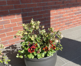 Aplinka, sodas - Apželdinimo paslaugos-projektavimas,įgyvendinimas,priežiūra - 4