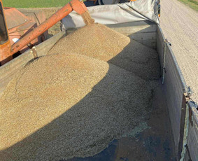 Kroviniu Pervezimas / MB P CARGO / Darbų pavyzdys ID 4299955