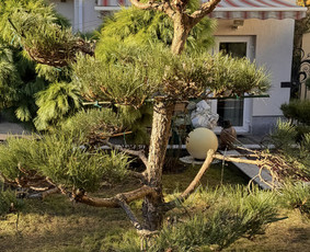 Medžių genėjimas, pjovimas - Sodininko paslaugos - 1