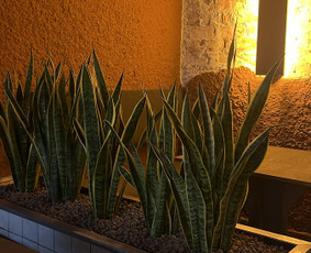 Vidaus augalų priežiūra - Vidaus augalai: želdinimas, priežiūra - 2