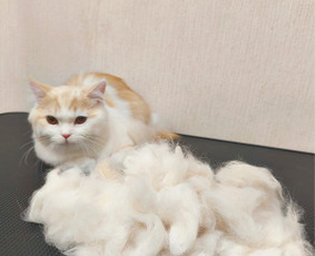 Paslaugos augintiniams - &Scaron;unų kirpykla. &Scaron;unų ir Kačių salonas. - 2