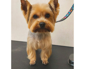 Paslaugos augintiniams - &Scaron;unų kirpykla. &Scaron;unų ir Kačių salonas. - 1