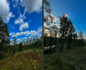 Apleistų sklypų tvarkymas - Obelų, genėjimas. Krūmų pjovimas. Gyvatvorių karpymas - 3