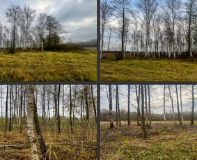 Aplinka, sodas - Obelų, genėjimas. Krūmų pjovimas. Gyvatvorių karpymas - 3