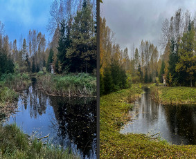 Pievų &scaron;ienavimas - Obelų, genėjimas. Krūmų pjovimas. Gyvatvorių karpymas - 3