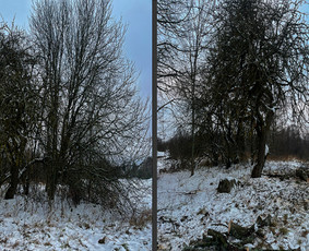 Apleistų sklypų tvarkymas - Obelų, genėjimas. Krūmų pjovimas. Gyvatvorių karpymas - 2