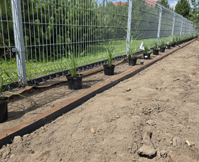Kraštovaizdžio projektai, įgyvendinimas, priežiūra / MB ŠeiKin kraštovaizdis / Darbų pavyzdys ID 4306777