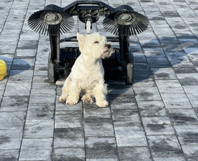 Statybos, apdaila - Visų tipų trinkelių klojimas, lietaus nevedimas. - 1