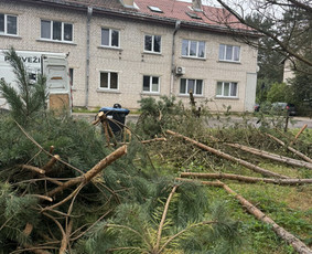 Žolės pjovimas, medžių pjovimas, atliekų išvežimas / Gamtaplius MB / Darbų pavyzdys ID 4309247