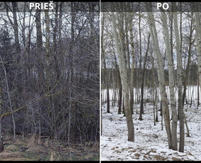 &Scaron;akų i&scaron;vežimas - Uzleistu sklypu tvarkymas, medžiu ir krumu ispjovimas, isvez - 4
