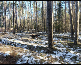 &Scaron;akų i&scaron;vežimas - Uzleistu sklypu tvarkymas, medžiu ir krumu ispjovimas, isvez - 2