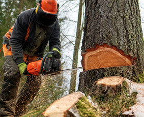 Avarinių medžių pjovimas - Aplinkos tvarkymo ir sklypų valymo paslaugos - 4