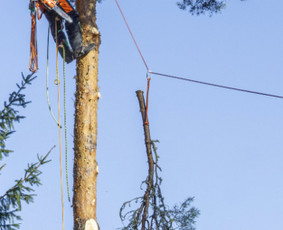 Avarinių medžių pjovimas - Aplinkos tvarkymo ir sklypų valymo paslaugos - 3