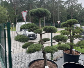 Aplinkos tvarkymas, apželdinimas - Apželdinimo paslaugos ir dekoratyviniai augalai - 2