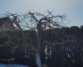 Vaismedžių genėjimas - Vaismedžiu genėjimas,tuju gyvatvorių,krūmų kirpimas! - 3