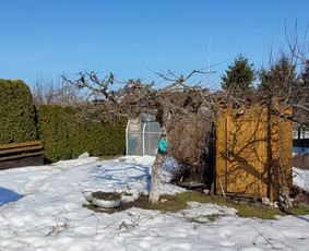 Vaismedžių genėjimas - Vaismedžiu genėjimas,tuju gyvatvorių,krūmų kirpimas! - 2