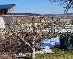 Vaismedžių genėjimas - Vaismedžiu genėjimas,tuju gyvatvorių,krūmų kirpimas! - 4