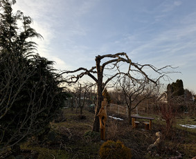 Vaismedžių genėjimas - Vaismedžių genėjimas - 1