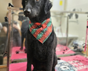 &Scaron;unų, kačių kirpyklos - &Scaron;unų, kačių - kirpimas, maudymas, nukailinimas - 2