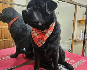 &Scaron;unų, kačių kirpyklos - &Scaron;unų, kačių - kirpimas, maudymas, nukailinimas - 1