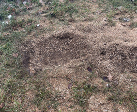 Medžių genėjimas, pjovimas - Frezuojam ,smulkinam kelmus sakas - 1