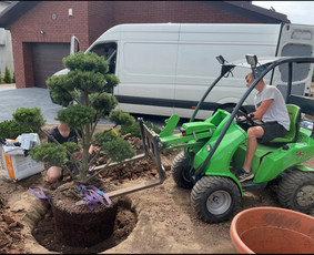 Augalų ir medelių sodinimas - Apželdinimo paslaugos ir dekoratyviniai augalai - 1