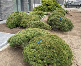 Aplinka, sodas - Apželdinimo paslaugos ir dekoratyviniai augalai - 3